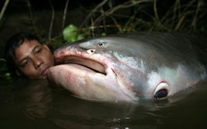 Phát hiện "quái vật" dưới sông, chục người khiêng mới nổi: Dân làng phối hợp vây bắt, cảnh tượng gây sốc