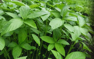 Việt Nam có loại rau người Nhật ví là "nhân sâm xanh": Giảm mỡ máu, bổ tim nhưng nhiều người chê không ăn