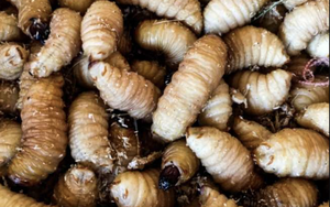 Báo chí quốc tế nói về món ăn "ngọ nguậy" của Việt Nam