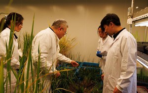 Giải mã gen bí ẩn, Trung Quốc tiến gần kỷ nguyên trồng lúa chưa từng có