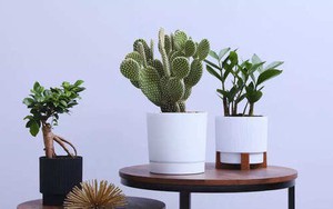 7 loại cây không bao giờ nên đặt gần cửa chính