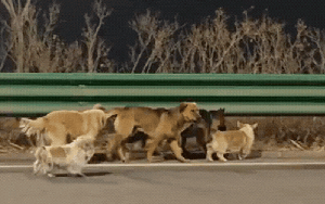 Cảm động rơi nước mắt trước clip 7 chú chó dìu nhau trốn khỏi kẻ trộm vượt 17km về nhà: Sự thật lại phũ thế này!