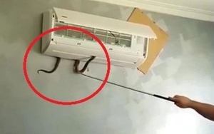 4 nơi rắn dễ bò vào nhất trong nhà, nhiều người không để ý