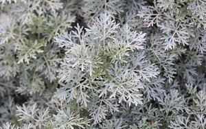 6 loại cây đuổi rắn, nên trồng trong nhà ngay