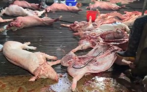 Sự thật kinh hoàng trong lò mổ cung cấp thịt cho chợ Hà Nội: Khoảng 3.600 con lợn dịch đã bị tuồn ra thị trường