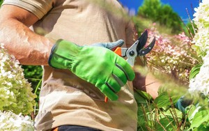 2 loại cây cần cắt tỉa ngay lúc này