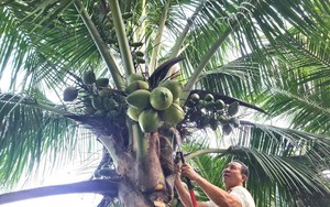 Từng trắng tay vì cà phê, lão nông 70 tuổi "đổi vận" lãi nửa tỷ mỗi năm từ 6 triệu đồng vốn vay ngân hàng