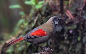 Việt Nam có thêm một vườn quốc gia