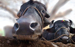 Vì sao trâu và bò có ngoại hình rất giống nhau nhưng gần như không thể lai tạo với nhau?