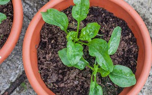 3 loại cây nam giới tuổi 40+ nên trồng