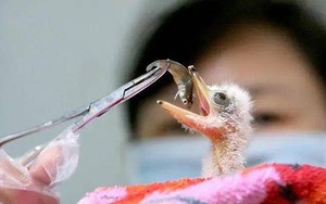 Đi câu cá, người đàn ông bất ngờ đụng độ loài vật hiếm hơn gấu trúc: Cả thế giới chỉ còn 1.000 con