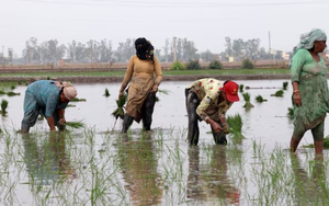Ông trùm xuất khẩu gạo lớn nhất thế giới đón sóng gió: Hơn 400.000 tấn gạo ùn ứ tại các cảng, chi phí vận chuyển tăng vọt