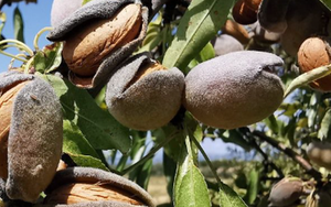 Đắt hơn cả sầu riêng, thanh long, một loại nông sản của Việt Nam đón tin vui xuất khẩu chưa từng có