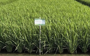 Giống lúa ĐNÁ ngon hàng đầu thế giới, mang đặc tính "quý hơn vàng": Vị thế ra sao so với ST25?