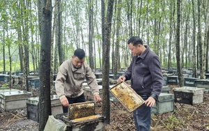 Ít ai ngờ sản vật quen thuộc của nông dân Việt lại xuất khẩu sang Mỹ, châu Âu với doanh thu gần 20 tỷ/năm