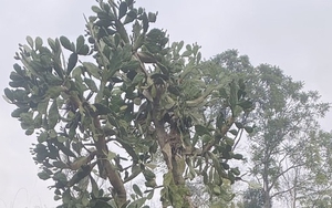 Hình dạng cây xương rồng sống 4 thập kỷ khiến 1 triệu người tò mò