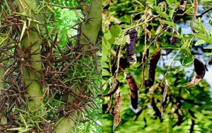 4 loại cây không nên trồng trước nhà, vừa ảnh hưởng phong thủy lại dễ gây họa cho gia chủ