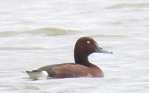 Lần đầu phát hiện 4 loài chim lạ, quý hiếm ở Vườn quốc gia Phong Nha - Kẻ Bàng