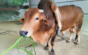 Chú bò đắt giá bậc nhất Việt Nam được trả 5 tỷ đồng mà chủ nhân không bán: Sở hữu điều rất đặc biệt