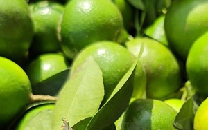 Nghe tên loại quả này thấy cả "bầu trời giàu sang": 4 mùa đều ra hoa kết trái, nhà nào trồng được thì lộc to