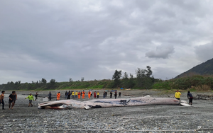 Phát hiện sinh vật khổng lồ dài hơn 15m mắc trong lưới, chuyên gia lập tức tới tận nơi: Cảnh khó tin!