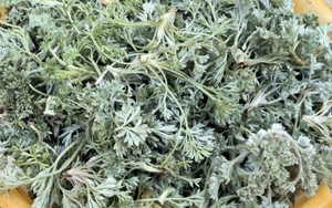 Bắt được "báu vật" mùa xuân mọc đầy rải rác: Đem làm món hấp ngọt mềm tơi xốp, nhà nội nhà ngoại gắp không ngừng đũa