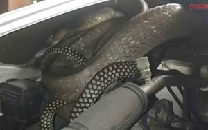 Nghe tiếng động bất thường dưới nắp xe, người đàn ông mở ra rồi kinh hoàng phát hiện 'bóng đen' dài 3 mét