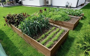 5 loại rau nên trồng trong tháng 4