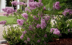 8 loại cây nở hoa thơm ngát suốt mùa hè, nên trồng ngay trong nhà