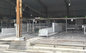 Cán bộ kiểm dịch thú y "vòi tiền" tiếp tay tiêu thụ 3.600 con heo bệnh