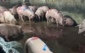 Vụ gần 300 tấn thịt lợn bệnh vào trường học: Lỗ hổng trong giám sát, kiểm dịch