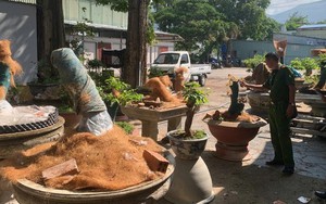 Trồng trong vườn nhà, vì sao 42 cây mai kiểng vẫn bị tịch thu?