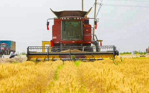 Trung Quốc khiến thế giới sửng sốt: Trồng lúa mì ở vùng đất ‘chết’ với sản lượng 4,5 tấn/ha, 90% cây sống 'ngon ơ' sau bão cát, từ 30 người làm nay chỉ cần 4