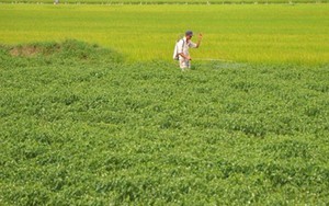 Không phải sầu riêng, loại quả cho không đầy chợ Việt được Lào, Trung Quốc đua nhau mua - nay bỗng rớt giá hơn chục lần