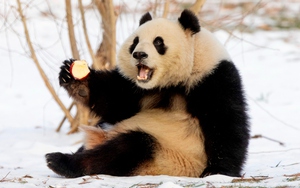 Cú lừa thế kỷ về khả năng sinh sản của gấu trúc: Tỷ lệ thành công 95% trong hoang dã nhưng lại bị con người ép tuyệt tự?