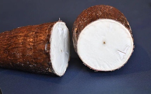 Bí ẩn về loài cây mang kịch độc chết người nhưng lại là nguồn lương thực nuôi sống hàng trăm triệu sinh mệnh