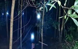 Người dân đổ xô vào rừng bắt ve sầu, thu tiền triệu mỗi đêm