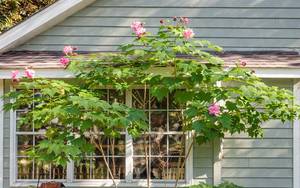 3 loại hoa nên cân nhắc khi trồng trước nhà