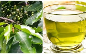 Uống nước lá vối tươi có tác dụng gì?