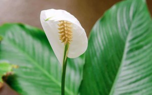 3 điều cần làm với cây lan ý ngay lúc này để luôn xanh tốt và sớm ra hoa