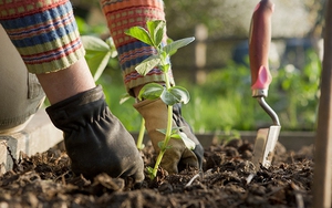 Cắm thứ này ngoài vườn, động vật không dám đến cắn phá, vườn cây xanh tốt quanh năm