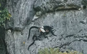 Cảnh báo nóng, tận diệt cây Muội hồng có thể đẩy Voọc mông trắng tuyệt chủng