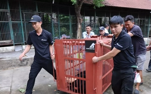 Hai gấu chó đầu tiên về trung tâm cứu hộ ở Huế sau hành trình 900 km