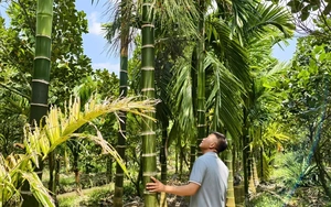 Giá cau tăng cao, nông dân Vĩnh Long thu lãi khá