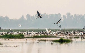 Xuất hiện loài chim quý hiếm, nguy cấp, nằm trong Sách đỏ thế giới ở Vườn Quốc gia Tràm Chim