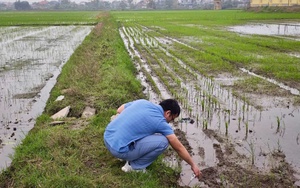 Nghiên cứu của các nhà khoa học Việt Nam: Có thể thay đổi nền nông nghiệp ven biển