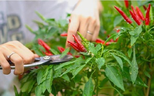 3 loại cây nên trồng tháng 4: Trồng một lần cho quả lâu dài, tốt trăm đường