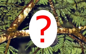 Sinh vật cả thế giới tưởng đã tuyệt chủng 6.000 năm bất ngờ lộ diện ở Đông Nam Á: Phát hiện gây chấn động