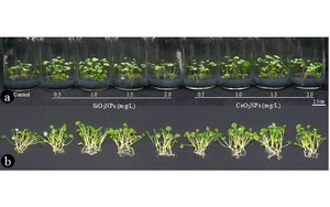 Nhà khoa học Việt Nam tạo bước ngoặt về Nano: Có thể làm thay đổi cách nhân giống trong ngành trồng trọt