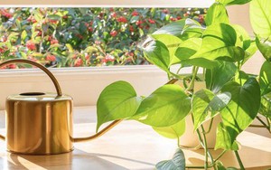 5 điều cần làm với cây trầu bà ngay lúc này